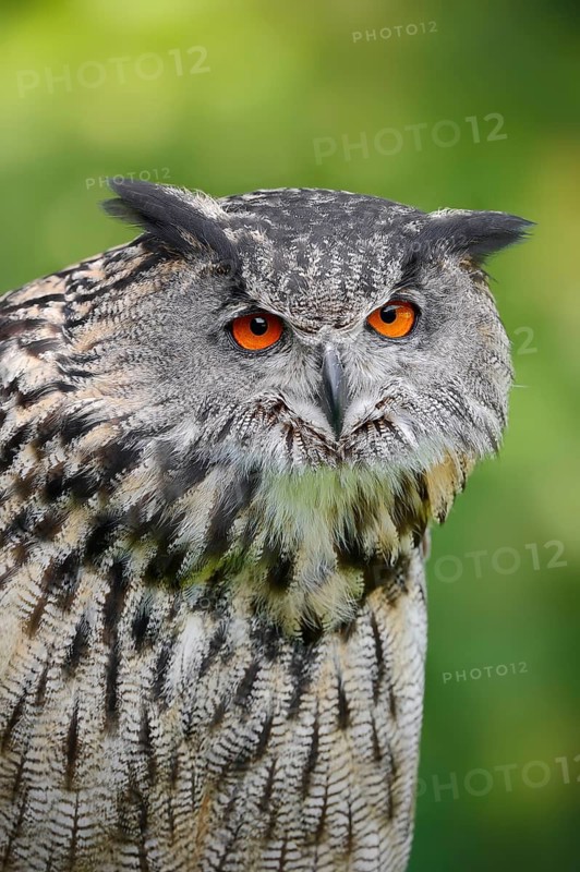 Eurasian eagle-owl (Bubo bubo), portrait, captive, North Rhine-Westphalia, Germany