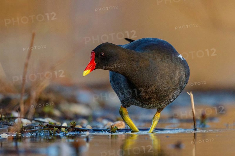 Common Moorhen (Gallinula chloropus), North Rhine-Westphalia, Germany