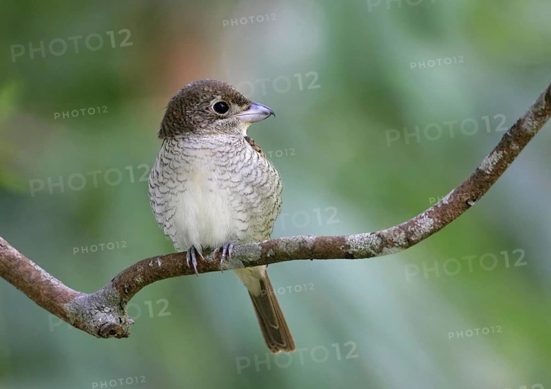 Tiger Shrike (Lanius tigrinus), Malaysia