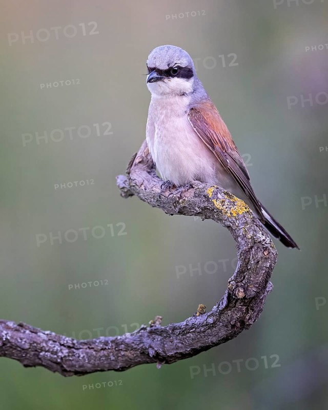 Red-backed Shrike (Lanius collurio) male, Saxony-Anhalt, Germany