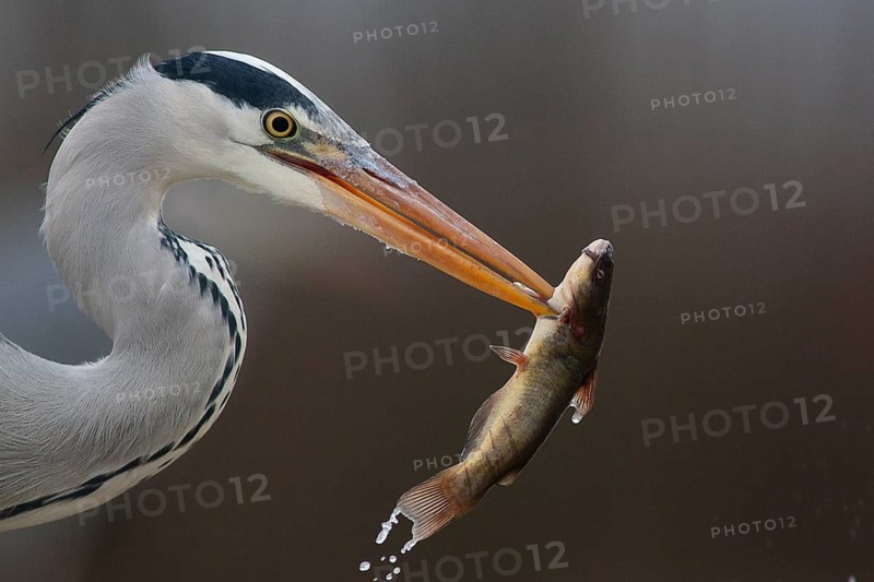 Grey Heron (Ardea cinerea) with fish prey in beak, Pusztaszer, Hungary