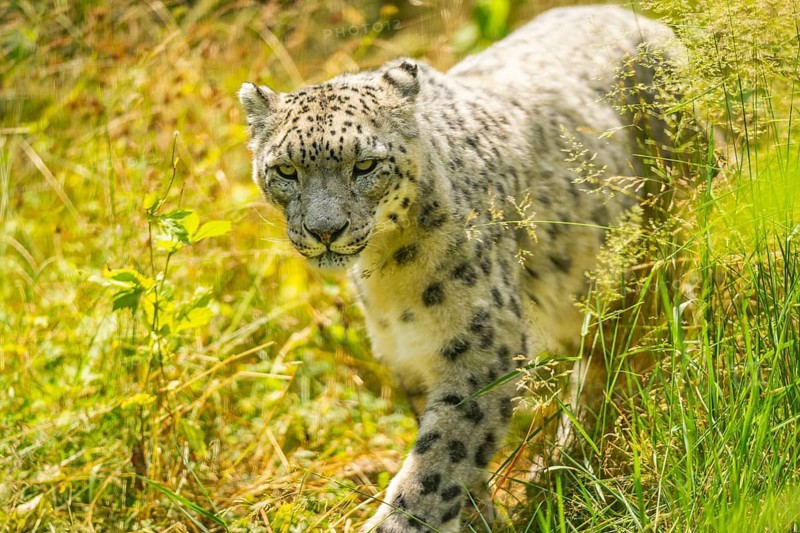 Snow leopard (Panthera uncia) sneaking through the grass, captive, habitat in Asia