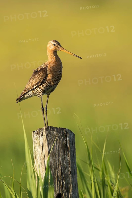Black-tailed Godwit (Limosa limosa) male, Texel, Netherlands