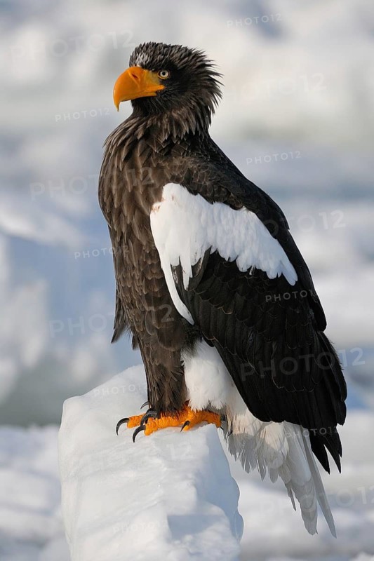 Steller's Sea Eagle (Haliaeetus pelagicus), Hokkaido, Japan