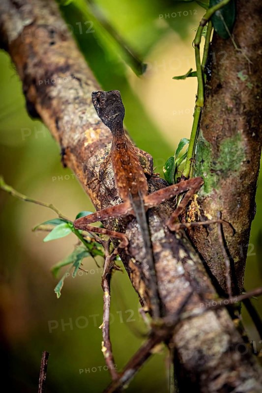 Lizard on a tree trunk, well camouflaged in the jungle, kangaroo lizard (Agasthyagama) in the jungle of Ratnapura in Sri Lanka