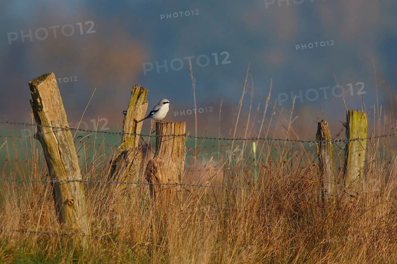 Great Grey Shrike (Lanius excubitor), North Rhine-Westphalia, Germany