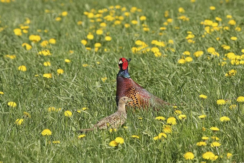 Common Pheasant (Phasianus colchicus) female, Lower Saxony, Germany