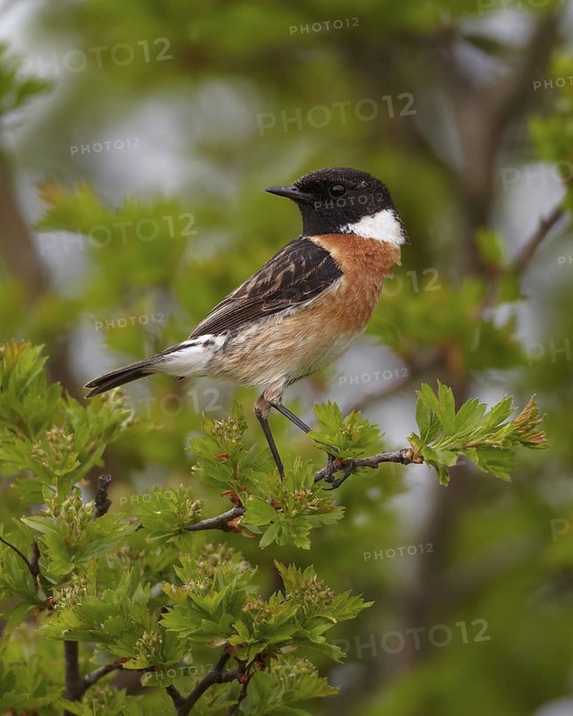 European Stonechat (Saxicola rubicola) male, Mecklenburg-Western Pomerania, Germany