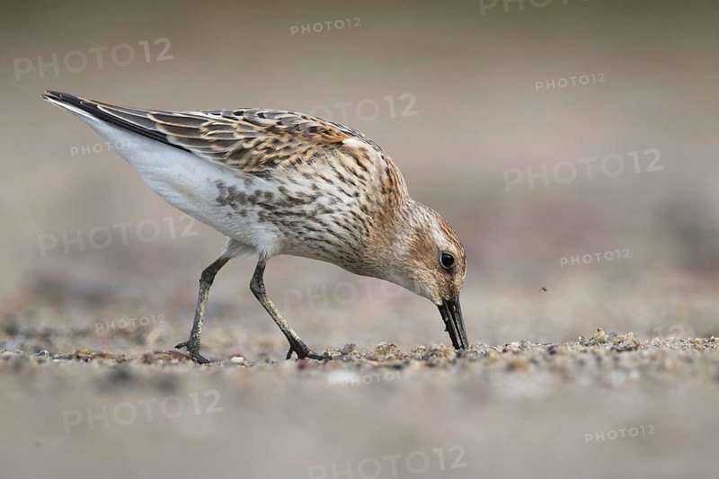 Dunlin (Calidris alpina) foraging, Mecklenburg-Western Pomerania, Germany