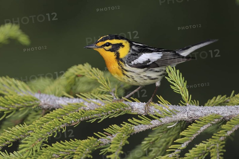 Blackburnian Warbler (Setophaga fusca), West Virginia, USA