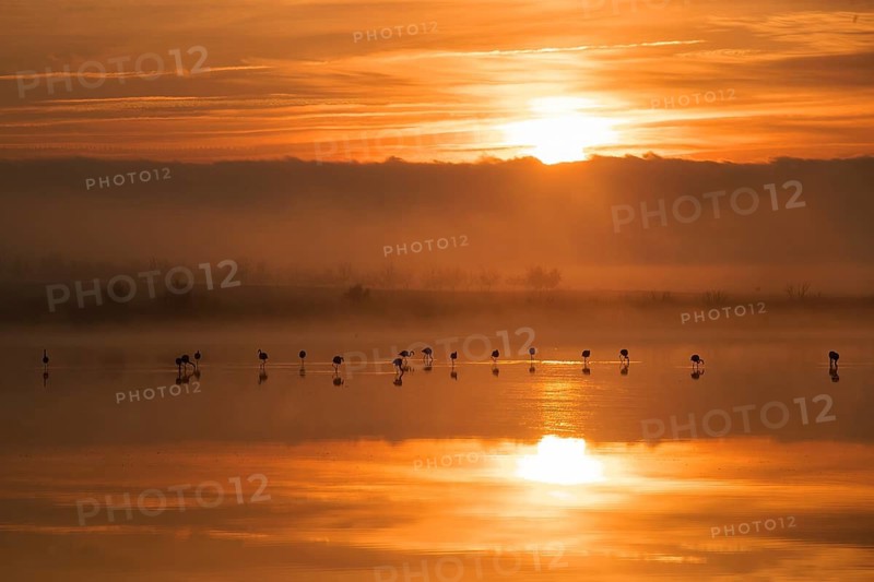 Greater flamingos grace Toledo Lagoons in Spain, their silhouettes mirrored in calm waters against a vibrant sunrise sky. A peaceful scene of nature's splendor
