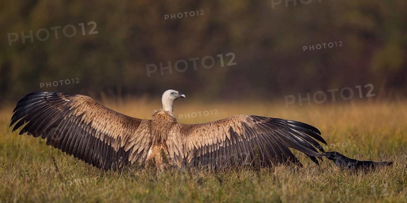 Griffon Vulture (Gyps fulvus), Poland