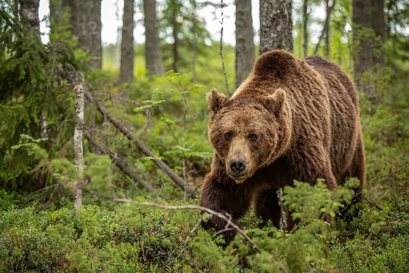 Brown Bear (Ursus arctos), on forest, Kainuu, Finland