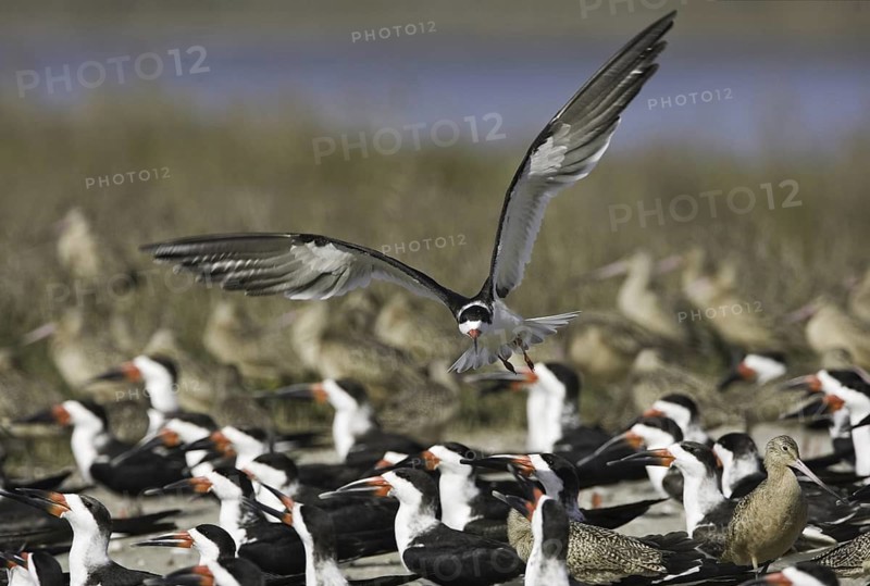 Black Skimmer (Rynchops niger), California, USA