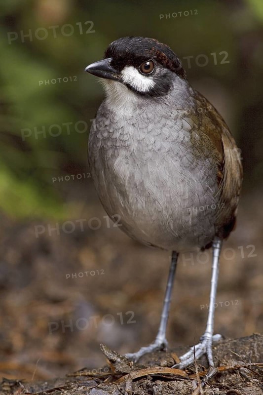 Jocotoco Antpitta (Grallaria ridgelyi), Ecuador