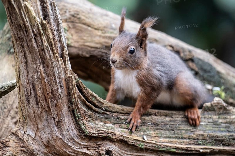 Squirrel (Sciurus vulgaris), Emsland, Lower Saxony, Germany