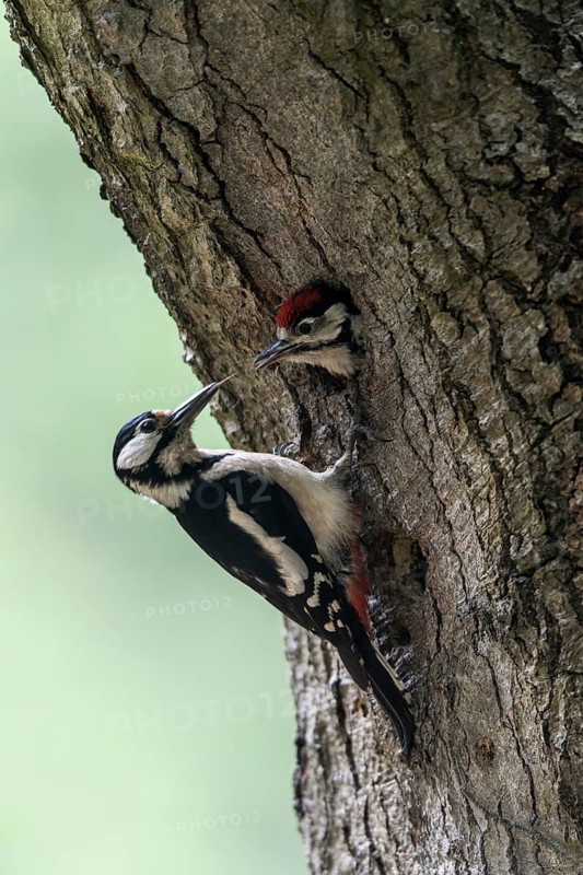 Great spotted woodpecker (Dendrocopos major) at the cave with young, Emsland, Lower Saxony, Germany