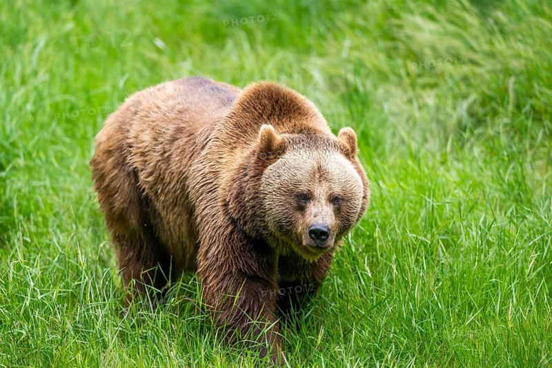 Eurasian brown bear (Ursus arctos arctos) walking on a meadow, Bavarian Forest, Bavaria, Germany