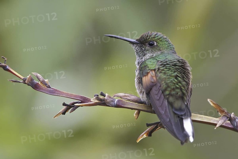Stripe-tailed Hummingbird (Eupherusa eximia), Costa Rica