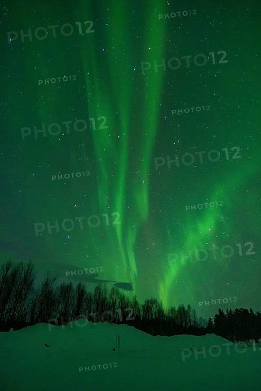 Vibrant green aurora borealis illuminates the night sky over a snow-covered landscape, with a backdrop of dark silhouetted trees near Kiruna, Sweden