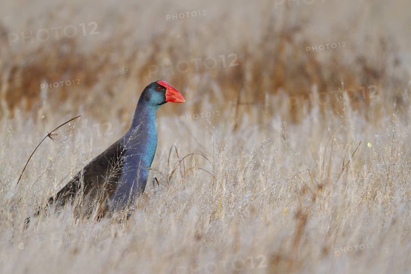 Australasian Swamphen (Porphyrio melanotus melanotus), Western Australia, Australia