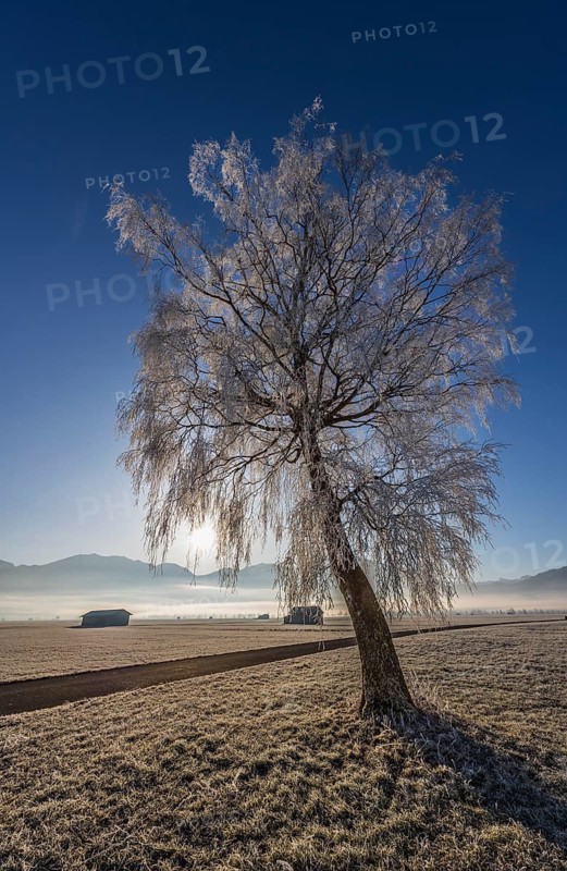 Tree, birch, hoarfrost, sunbeams, fog, path, backlight, sunny, mountain landscape, winter, Loisach-Lake Kochel moor, view of Jochberg, foothills of the Alps, Bavaria, Germany
