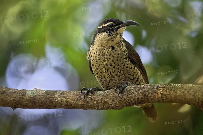 Paradise Riflebird (Ptiloris paradiseus) female, Queensland, Australia