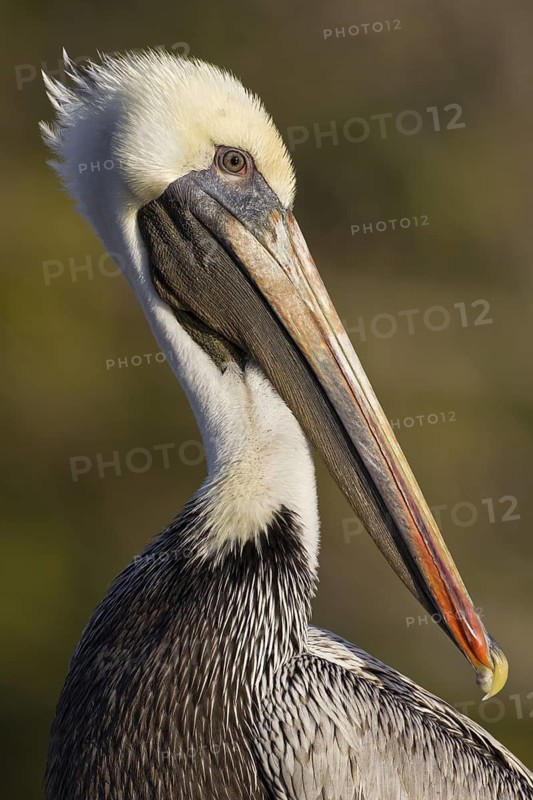 Brown Pelican (Pelecanus occidentalis), Florida, USA