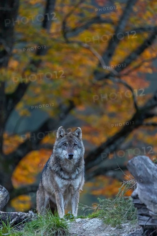 One eurasian gray wolf (Canis lupus lupus) standing between logs on a hill with a forest in fall colours in the background