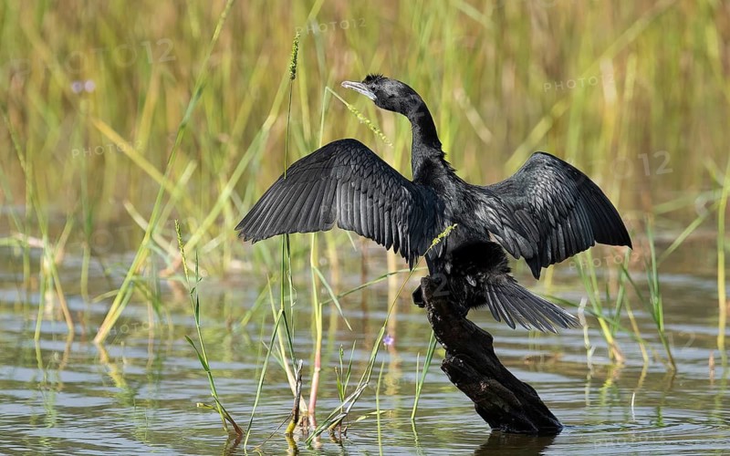 Kleinscharbe (Microcarbo niger, Syn.: Phalacrocorax niger) im Wilpattu NP