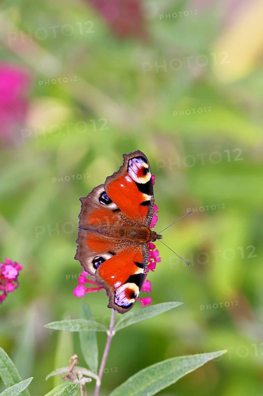 Peacock butterfly (Inachis io) sucking nectar on butterfly bush (Buddleja davidii), in a natural environment in the wild, close-up, wildlife, insects, butterflies, butterflies, Wilnsdorf, North Rhine-Westphalia, Germany