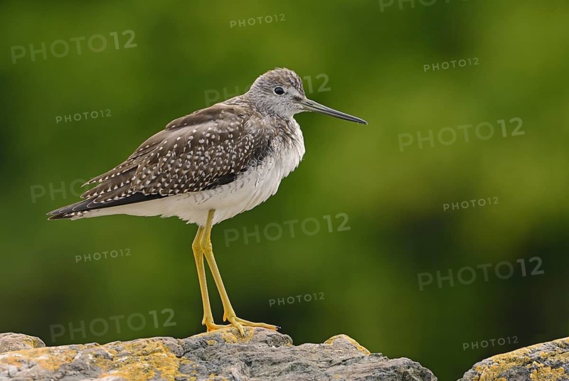 Greater Yellowlegs (Tringa melanoleuca), British Columbia, Canada