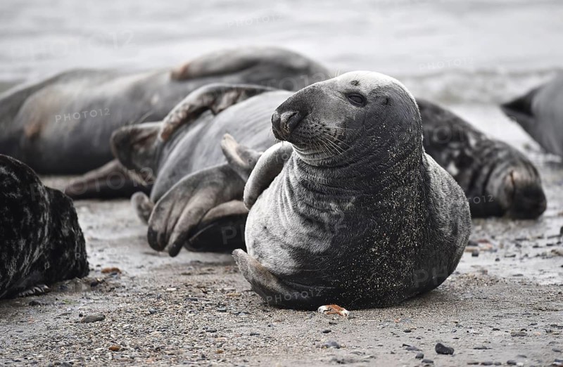 Grey seal (Halichoerus grypus) on the beach of Heligoland, Schleswig-Holstein, Germany