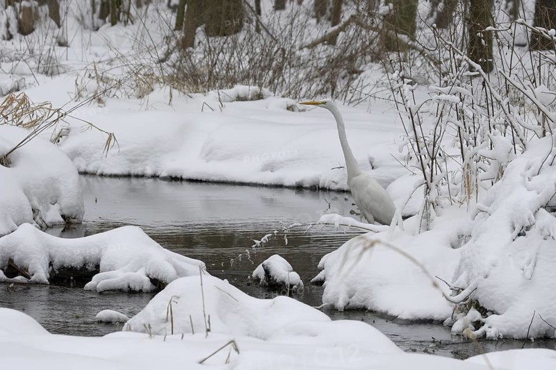 Great Egret (Ardea alba modesta), Saxony, Germany