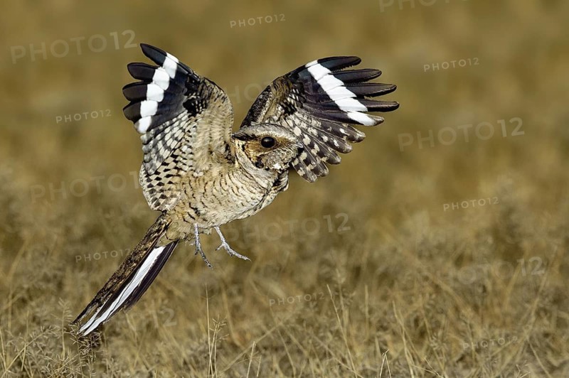 Pauraque (Nyctidromus albicollis) flying, Texas, USA