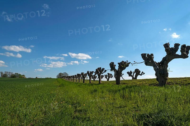 Trimmed festoon avenue of Tilia × europaea lime trees (Tilia × europaea), at Bothmar Castle, Klütz, Mecklenburg-Western Pomerania, Germany