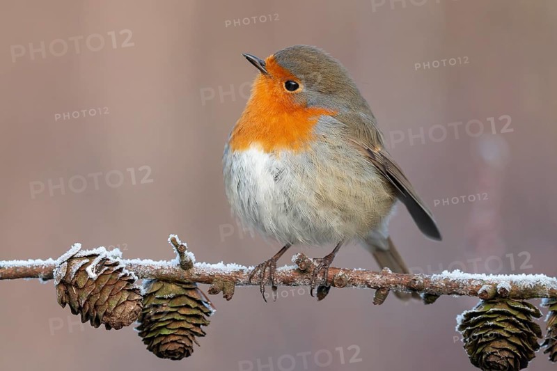 European Robin (Erithacus rubecula) perched on a branch, Lower Saxony, Germany