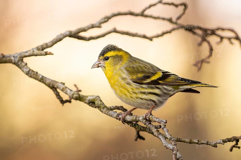Eurasian Siskin (Spinus spinus) male perched on a branch, Lower Saxony, Germany