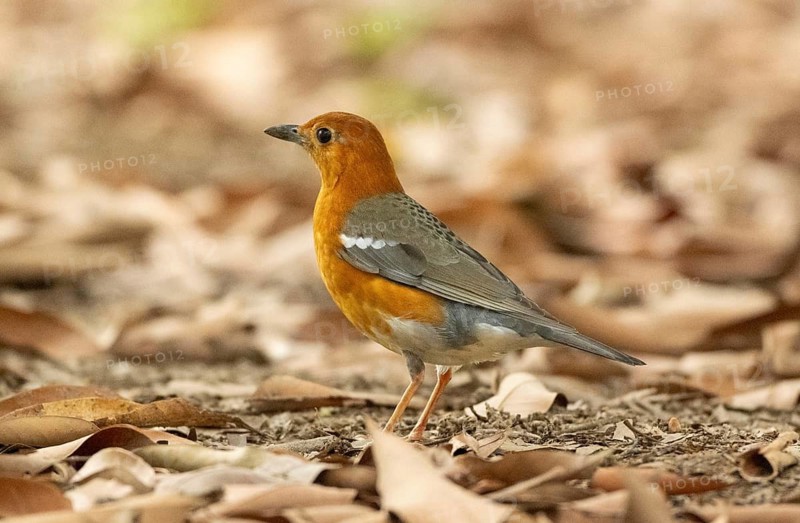 A orange-headed thrush (Geokichla citrina), Sreepur, Gazipur, bangladesh