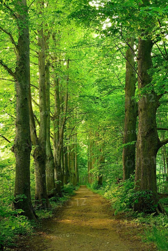 Hiking trail through an old lime tree avenue on the Schaalsee, Schaalsee Biosphere Reserve, Zarrentin, Mecklenburg-Western Pomerania, Germany