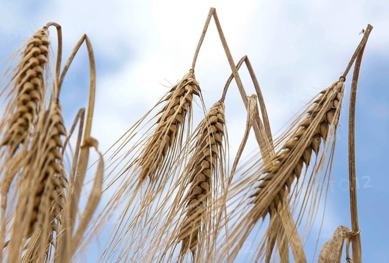 Nauen, 07.07.14, JE, barley in a cornfield