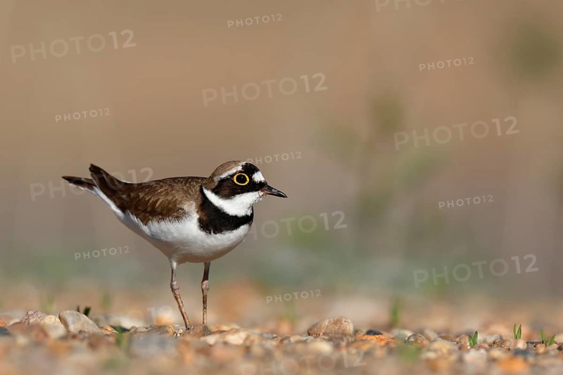 Little Ringed Plover (Charadrius dubius), Saxony-Anhalt, Germany