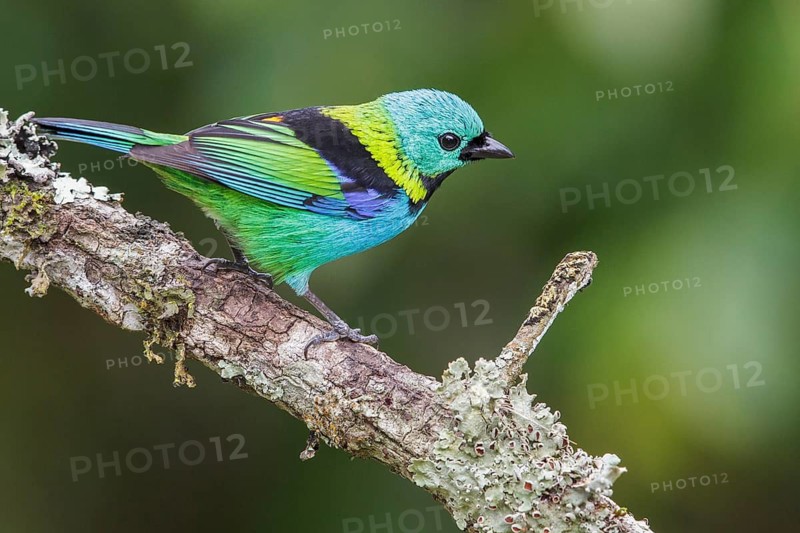 Green-headed Tanager (Tangara seledon) perched on a branch in the Atlantic rainforest of southeast Brazil