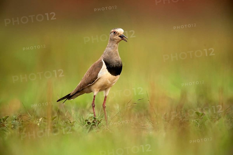 Black-winged Lapwing (Vanellus melanopterus) calling, Kwazulu-Natal, South Africa