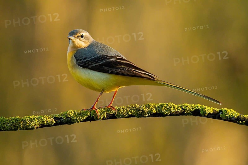 A Grey Wagtail, Motacilla cinerea, stands serenely on a moss-covered branch against a soft, out-of-focus green background