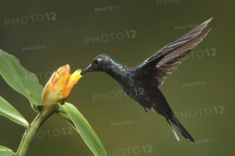 Violet Sabrewing (Campylopterus hemileucurus) female flying while feeding at a flower, Bosque de Paz, Costa Rica