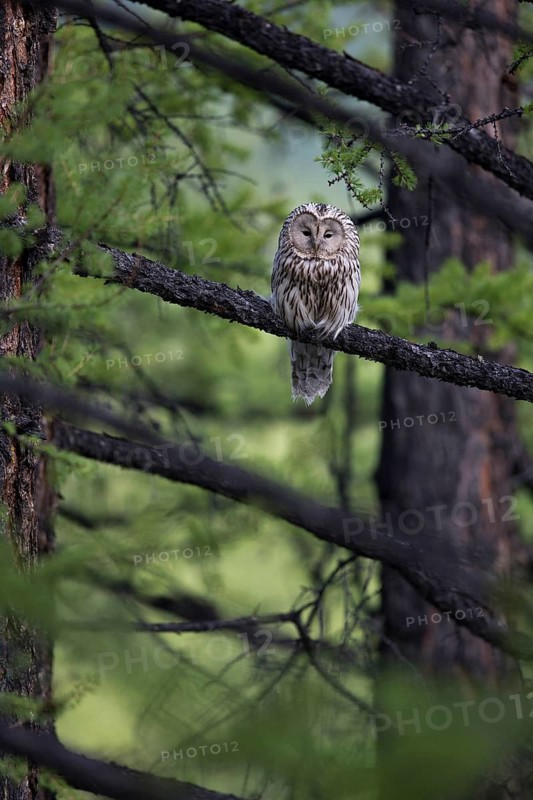 Ural Owl (Strix uralensis yenisseensis) perched in tree, Lake Khuvsgul, Mongolia