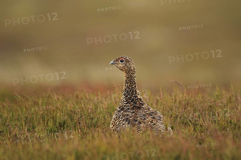 Red Grouse (Lagopus lagopus scotica), Yorkshire Dales, United Kingdom