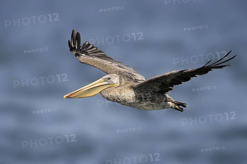 Brown Pelican (Pelecanus occidentalis), Texas, USA