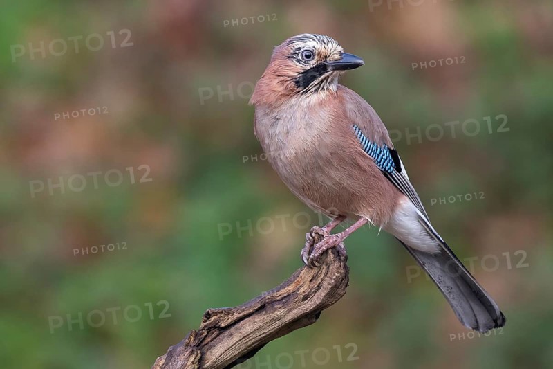 Eurasian Jay (Garrulus glandarius), Lower Saxony, Germany